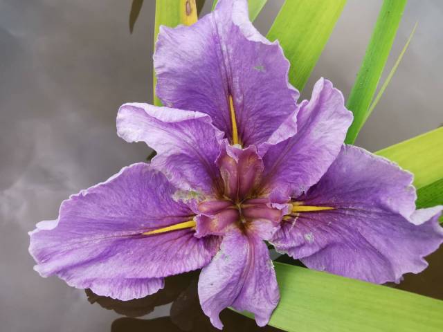 Iris louisiana 'Avelline'