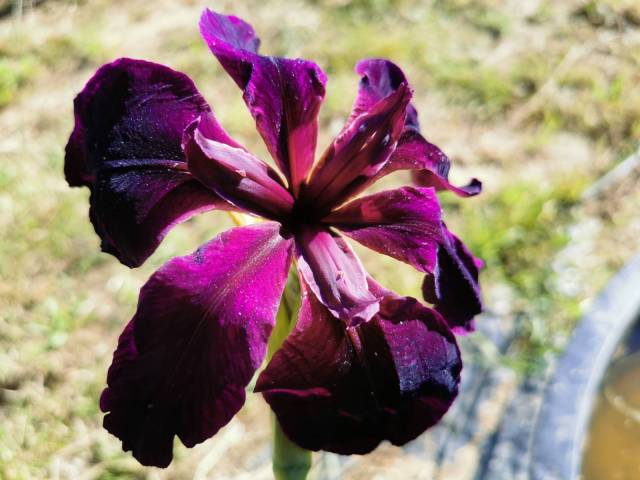 Iris louisiana 'Black Widow'