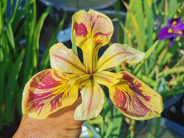 Iris louisiana 'Splitter Splatter'