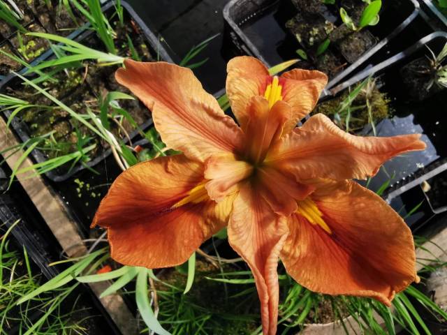 Iris louisiana 'Chacahoula Fire'