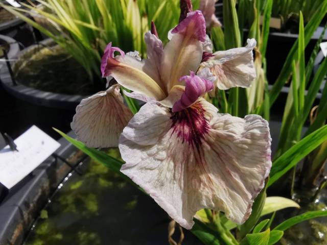 Iris pseudata 'Hanagara'