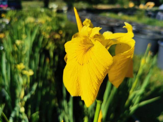 Iris pseudacorus 'Sun In Splendour'