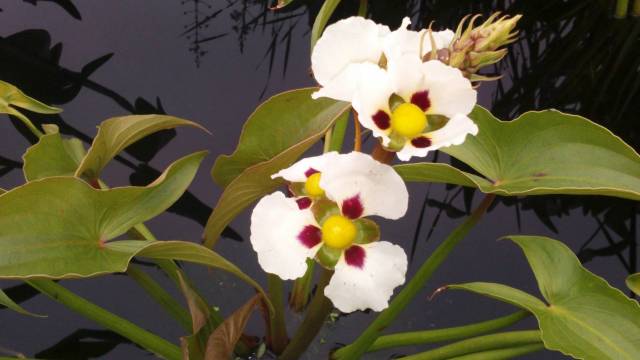 Sagittaria montevidensis