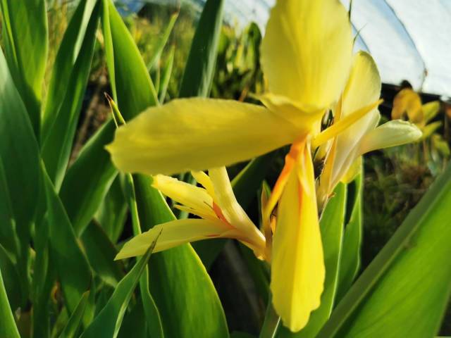 Canna glauca 'Aubergine' racines nues