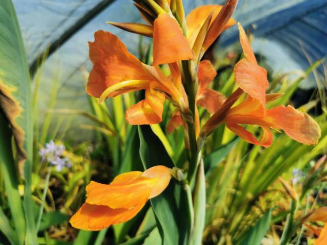 Canna glauca 'Taney' racines nues