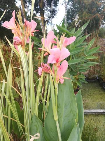 Canna glauca 'Erebus' racines nues