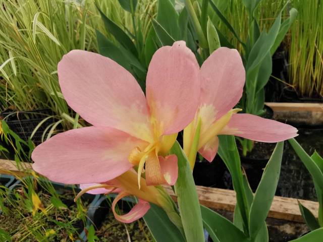 Canna glauca 'Peach Delight' racines nues