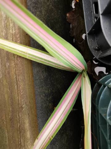 Phalaris arundinacea 'Feesey's Form'