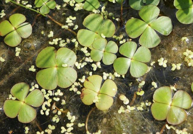 Marsilea quadrifolia