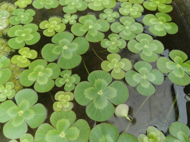 Marsilea mutica