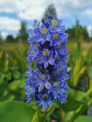 Pontederia rotundifolia