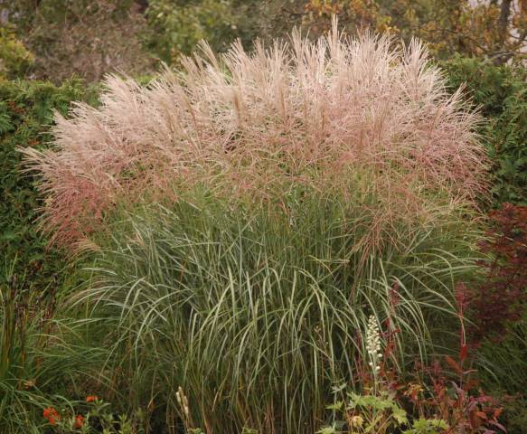 Miscanthus sinensis 'Rotfuchs' 2 Litres