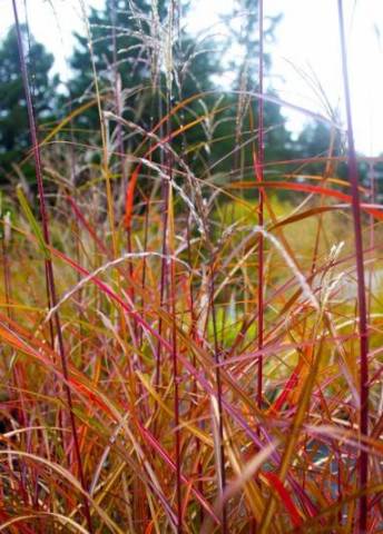 Miscanthus sinensis 'Positano' 2 litres