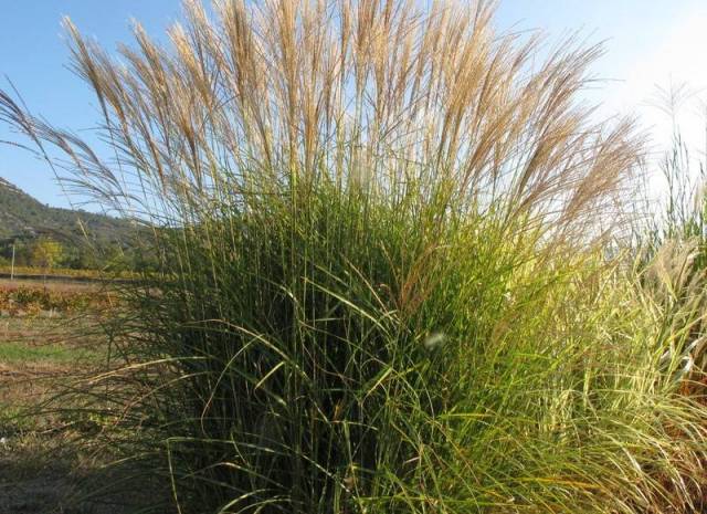 Miscanthus sinensis 'Etincelle' 2 litres