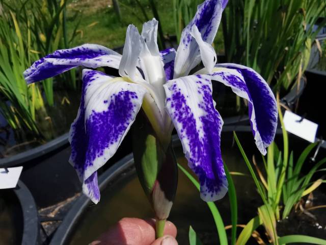 Iris laevigata 'Colchesterensis'