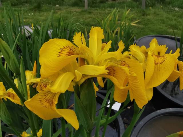 Iris maackii