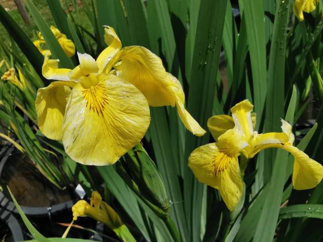 Iris pseudacorus 'La Petite Foulerie'