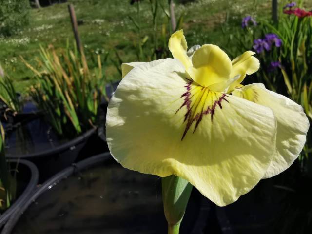 Iris pseudata 'Phantom Island'