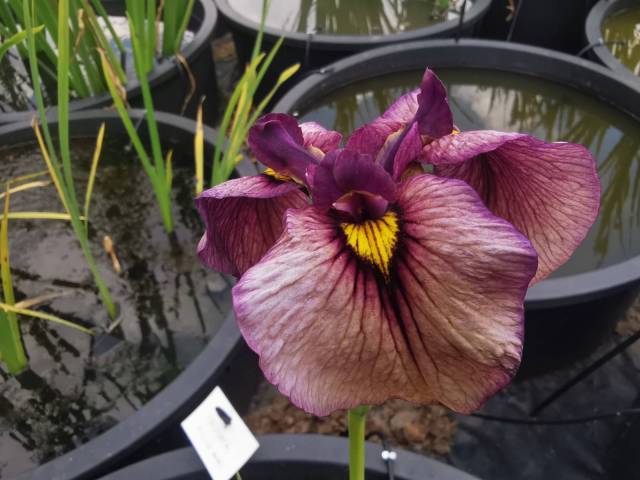 Iris pseudata 'Yoru No Akari'