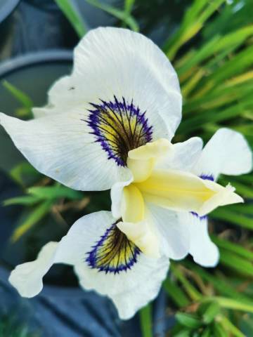 Iris pseudata 'Alabama Blue Finn'