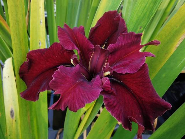 Iris louisiana 'Gris Gris'