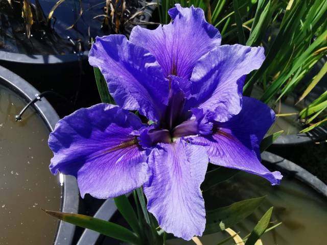 Iris louisiana 'Poincenot'