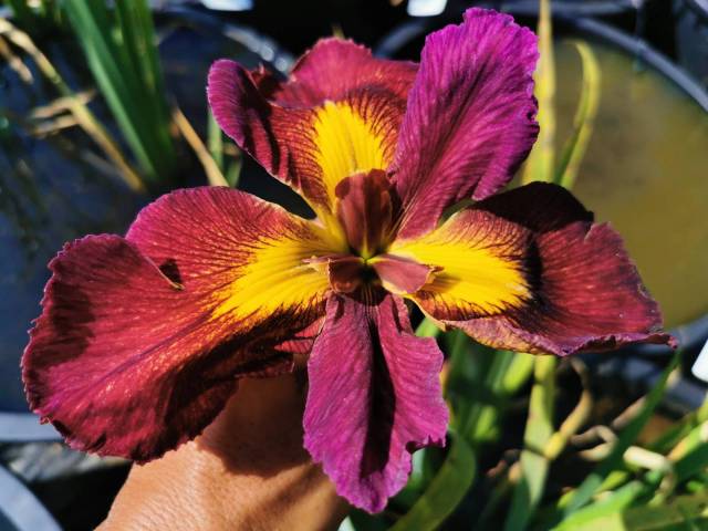 Iris louisiana 'Cajun Dome'
