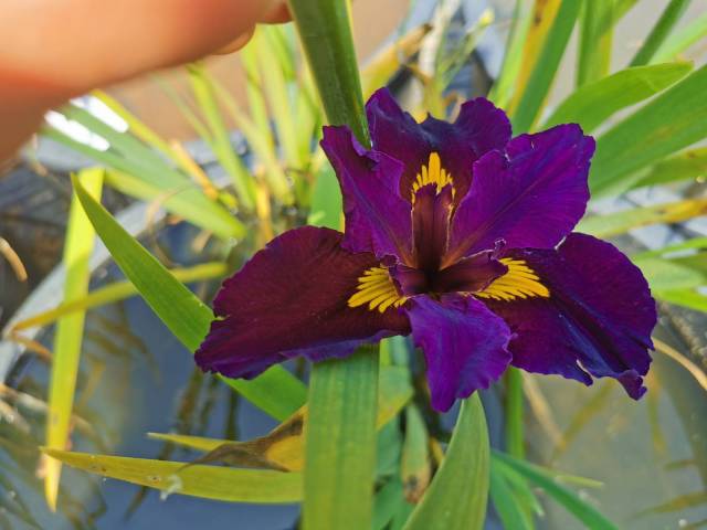 Iris louisiana 'Night Thunder'