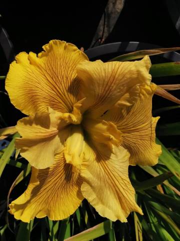 Iris louisiana 'Acacia Rhumba'