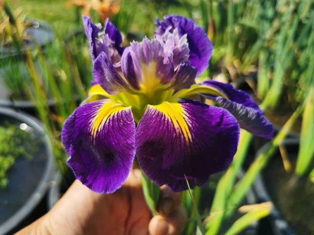 Iris louisiana 'Instant Replay'