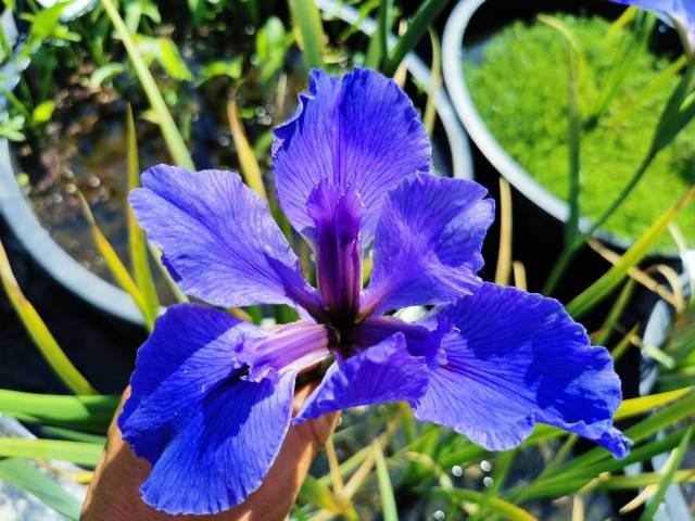 Iris louisiana 'Graceland'