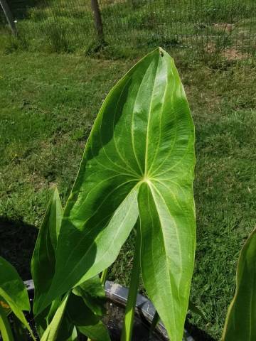 Sagittaria trifolia var. edulis