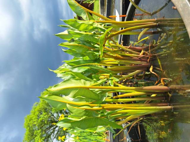 Peltandra virginica 'Yellow Veins'
