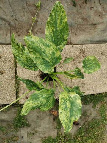 Echinodorus cordifolius 'Variegata'