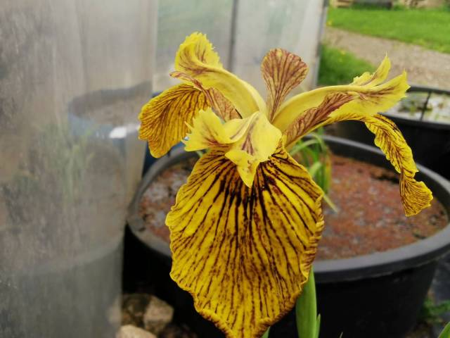 Iris pseudacorus 'Phil Edinger'