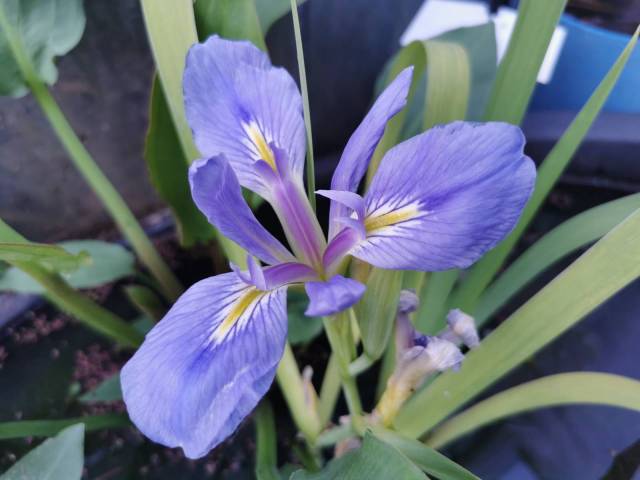 Iris brevicaulis