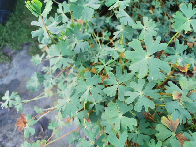 Marsilea schelpeana