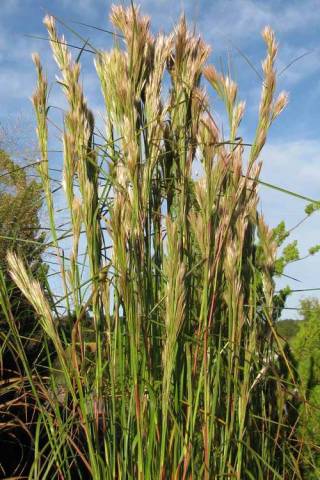 Andropogon glomeratus 2 Litres