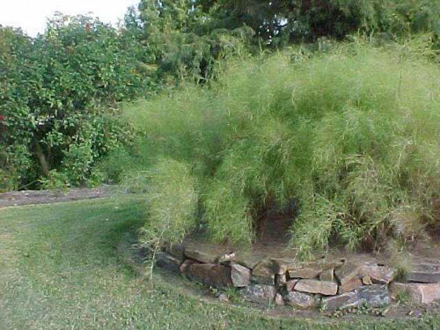 Muhlenbergia dumosa 2 litres