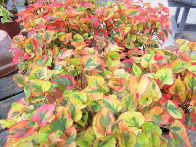 Houttuynia cordata 'Flame'