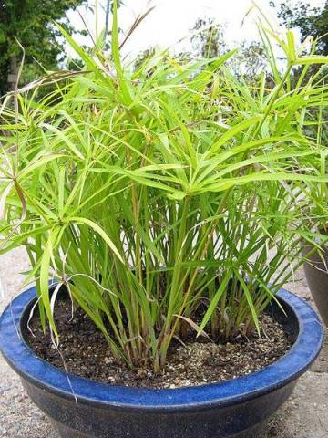 Cyperus alternifolius 'Gracilis'