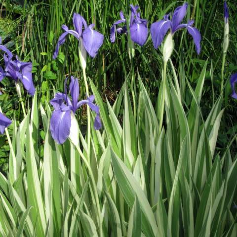 Iris laevigata 'Variegata'