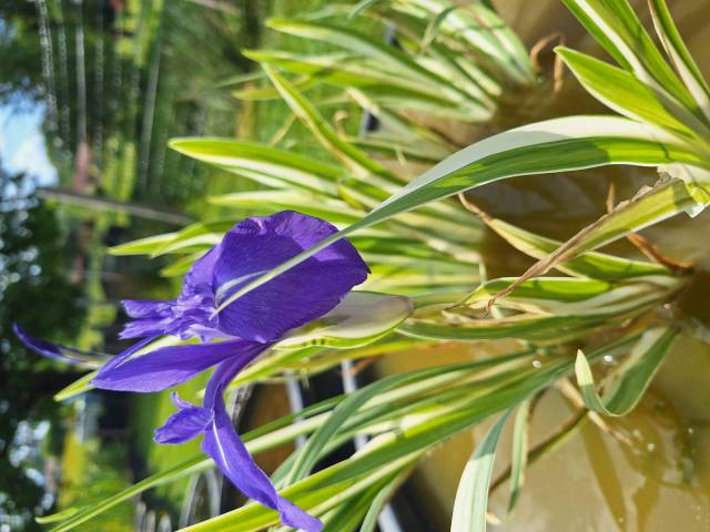 Iris laevigata 'Variegata'