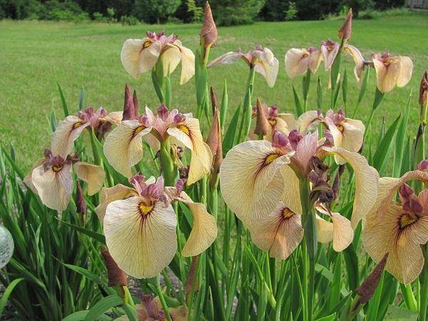 Iris pseudata 'Yarai'