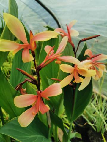 Canna glauca 'Panache'