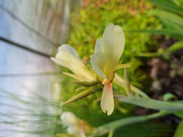 Canna glauca 'Davia' racines nues
