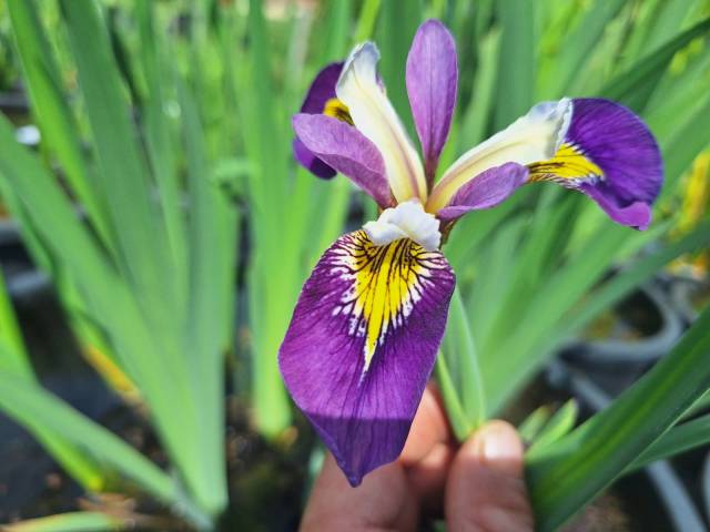 Iris 'Regal Surprise'
