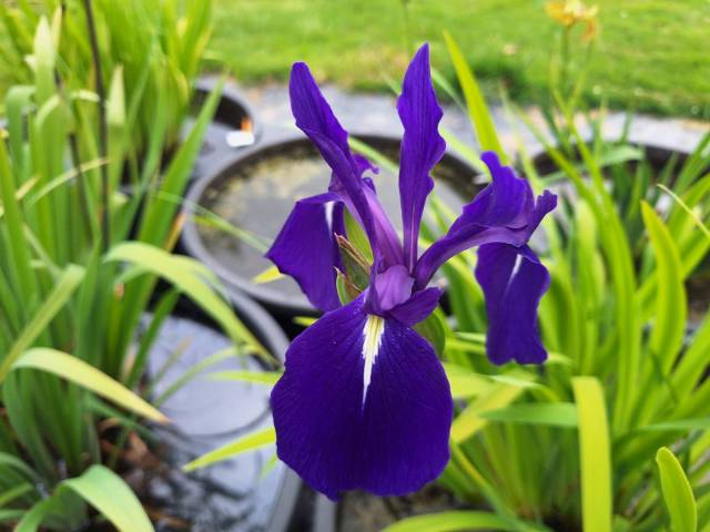 Iris laevigata 'Weymouth Blue'