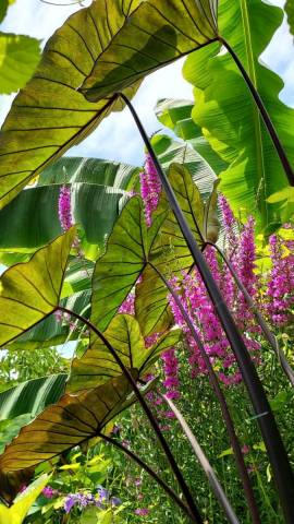 Colocasia esculenta 'Black Stem' 1 litre
