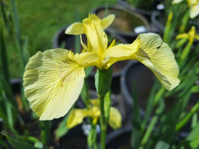 Iris pseudacorus 'Sulphur Queen'